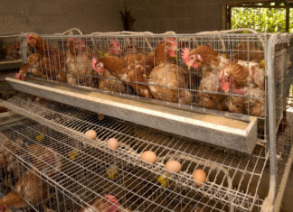 L’ultimo tradimento del Green Deal: niente stop agli allevamenti in gabbia GALLINE OVAIOLE ALLEVAMENTI IN GABBIA