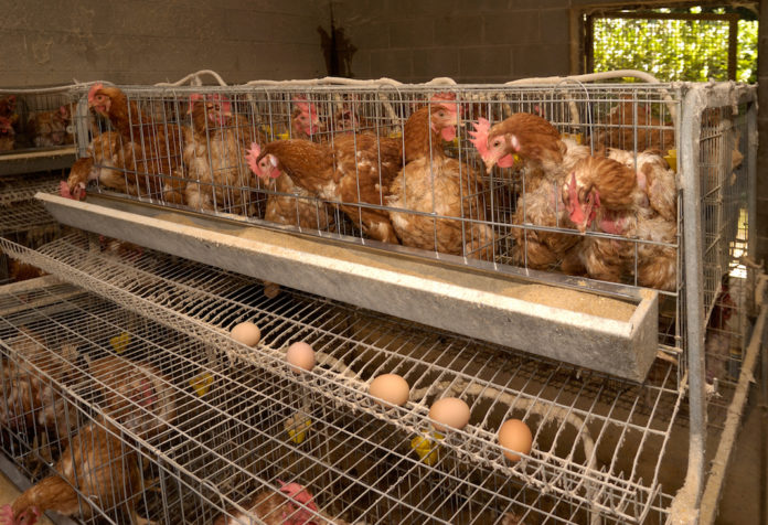 hen, chicken and eggs farm GALLINE OVAIOLE ALLEVAMENTI IN GABBIA
