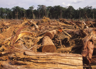 Deforestazione, non solo allevamenti: il pesantissimo ruolo delle miniere DEFORESTAZIONE
