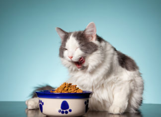 Cibo per gatti, i dieci miti da sfatare
