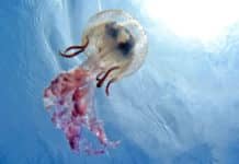 Acqua di mare (e schiuma da barba) per le meduse, sabbia calda per le tracine… Come placare il dolore meduse api
