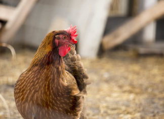 Aviaria, la Francia rinchiude i polli, ma le etichette delle uova continuano a indicare “da galline allevate all’aperto”