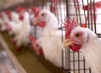 Dopo il fipronil analisi su altri 10 pesticidi nelle uova. E spunta l’invermectina