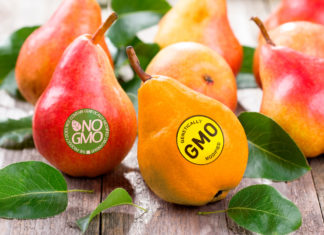 I nuovi Ogm? Non sono sicuri e non aumentano i raccolti. Lo studio OGM