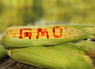 L’Unione europea autorizza due nuovi Ogm per alimentazione e mangimi OGM