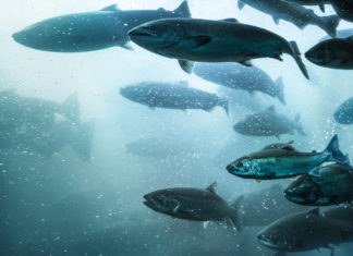 Allevamenti intensivi: il 50% dei salmoni diventa sordo SALMONI