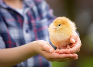Benessere animale e allevamenti biologici, la sfida di Federbio
