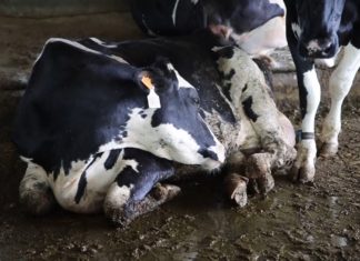 Ciwf denuncia: crudeltà animale nel Grana Padano e Parmigiano Reggiano