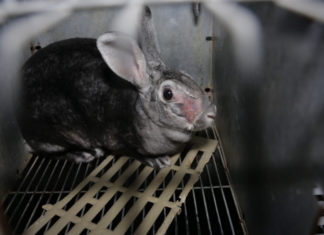 Pellicce, Essere Animali denuncia sofferenze negli allevamenti di D&G e Fendi