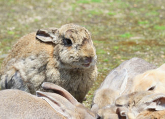 Benessere animale, Ciwf: sì all’etichetta per distinguere i conigli allevati a terra