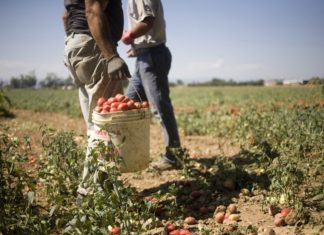 Caporalato, l’Onu accusa l’Italia: “Al Sud ancora troppo sfruttamento” CAPORALATO