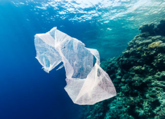 Triglie, orate, merluzzi e altre 50mila specie ingeriscono plastica nel Mediterrano