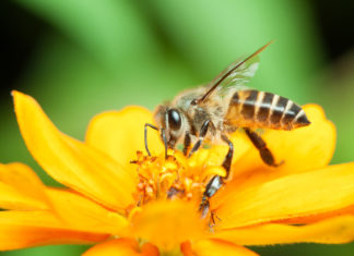 Api, diminuisce l’uso dei pesticidi ma aumentano i loro effetti dannosi per gli insetti API
