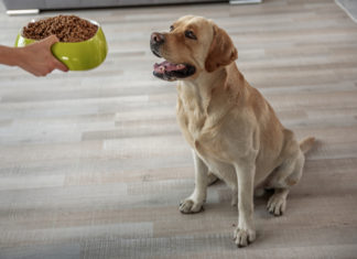 Hill’s estende il richiamo di prodotti per cani per eccesso di vitamina D