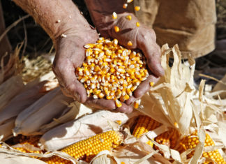 Listeria, l’Efsa conferma l’epidemia in Europa