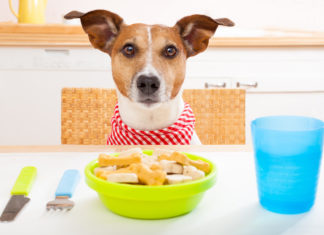 Salmonella: da dove può arrivare il rischio per il nostro cane (e per noi)