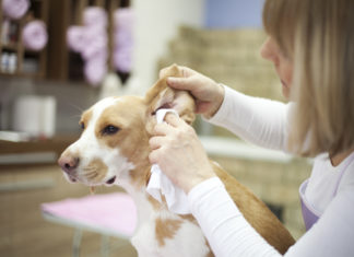 Ema: attenzione agli effetti collaterali del farmaco veterinario Osurnia