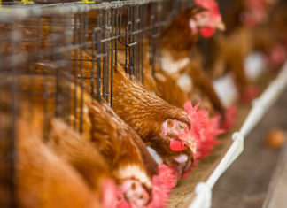 Polli intensivi: batteri, germi e farmaci…i risultati choc del test POLLO CONTAMINATO