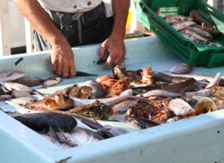 Pesce fresco o decongelato? I segreti per scoprirlo senza errori PESCE FRODI