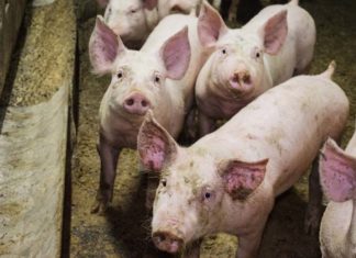 1 milione di europei chiede la fine della mutilazione dei suini suini benessere animale