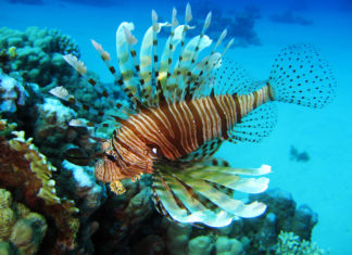 Pesce palla e pesce scorpione: gli alieni pericolosi nei nostri mari