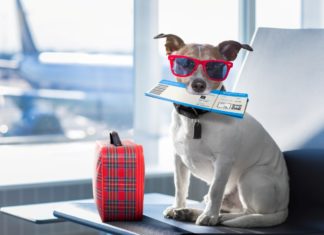 In viaggio con il cane: 5 consigli e le regole di trasporto
