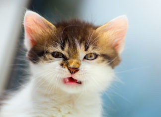 Pubblicità ingannevole, Iap vieta lo spot di “Ultima gatti sterilizzati”