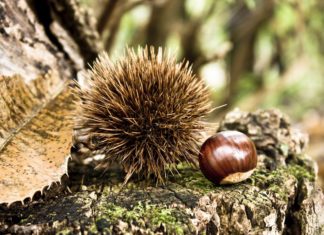 Le nostre castagne minacciate dalla “vespa cinese”, ma un insetto le salverà