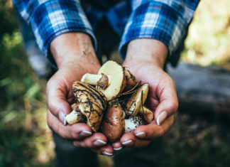 Funghi pericolosi, il vademecum del Bambino Gesù per non correre rischi
