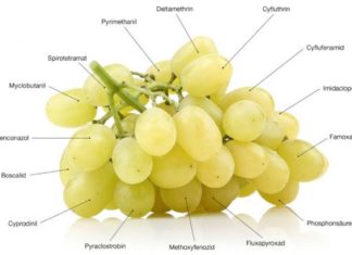 Uva, fragole e pesche al top per residui di pesticidi in Europa pesticidi uva