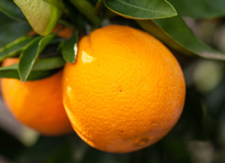 Clorpirifos e dimetoato, vietati in Ue ma trovati in arance, pompelmi e succhi importati