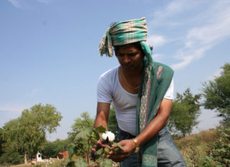 La guerra del cotone Ogm: l’India taglia le royalties a Monsanto