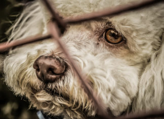 Maltrattamenti animali, la petizione Lav per inasprire le pene. Il ministro Costa: “D’accordo”
