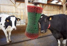 Germania, benessere animale in etichetta obbligatorio sulla carne dal 2022 benessere animale
