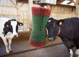 Germania, benessere animale in etichetta obbligatorio sulla carne dal 2022 benessere animale