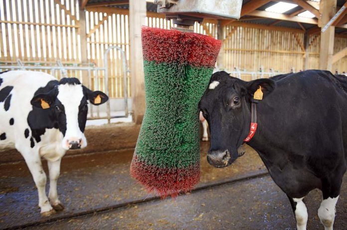 benessere animale benessere animale