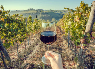 Affari con i clan, sequestro da 70 milioni per l’azienda vinicola Mezzacorona vino vini
