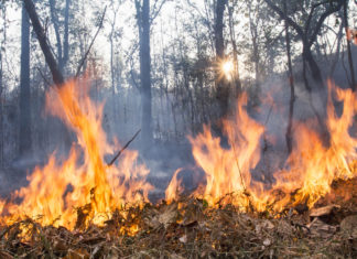 Il test del Wwf svizzero: nel carbone Obi e Landi legno da foreste tropicali