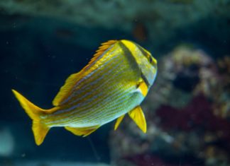 Ciguatera, arriva in Europa l’intossicazione da pesce tropicale