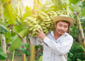 Le banane sono state trattate con radiazioni ionizzanti per arrivare ancora verdi? mancozeb RADIAZIONI IONIZZANTI