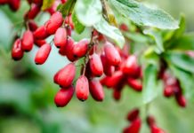 La berberina per regolare il colesterolo funziona ma attenzione agli effetti collaterali