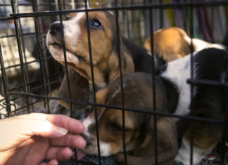 Lav contro tratta dei cuccioli:”L’amore non si compra. Si adotta. Tutto l’anno”