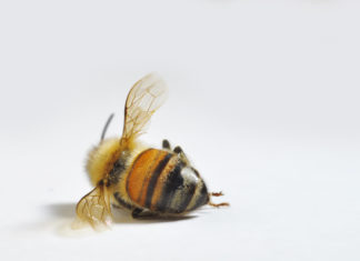 Ue abbassa i limiti per l’acetamiprid, pesticida killer delle api. Ma non per il miele NEONICOTINOIDI