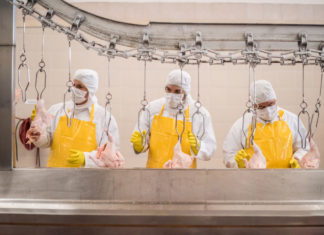 Benessere animale: in etichetta i consumatori vogliono informazioni sulla macellazione BENESSERE ANIMALE ETICHETTATURA