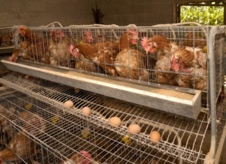 Maltrattamenti sulle galline, Eurovo cambia fornitore dopo l’inchiesta di Essere Animali