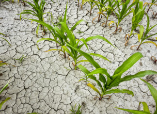 Fao: “Il cambiamento climatico rende meno sicuro il nostro cibo”