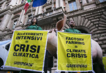 Greenpeace: “Gli allevamenti intensivi nella Ue inquinano più delle auto” allevamenti inquinamento