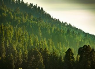 Piantare alberi che crescono in fretta per il clima potrebbe essere un grosso errore