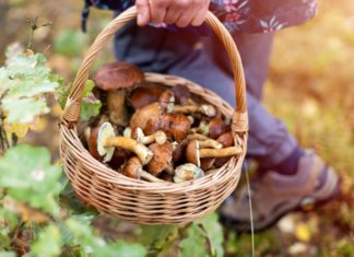 Autunno, è tempo di andare a funghi: alcuni consigli utili per non sbagliare