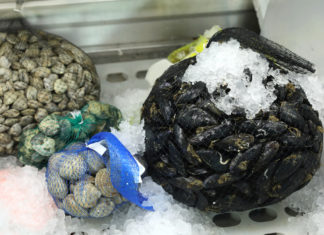 Dopo il pesce tocca ai frutti di mare: il mare avvelenato della Turchia